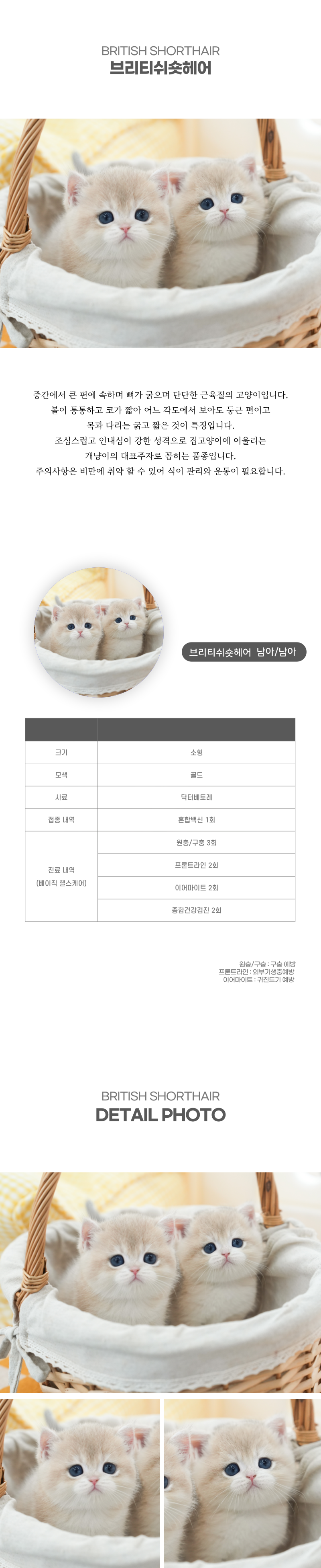브리티쉬숏헤어_상세이미지_2